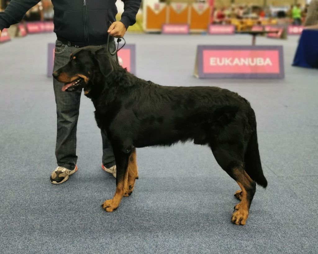 L'ami De La Campagne - Intern. Dogshow Maastricht