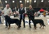  - Dogshow Mechelen