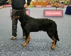  - Intern. Dogshow Maastricht