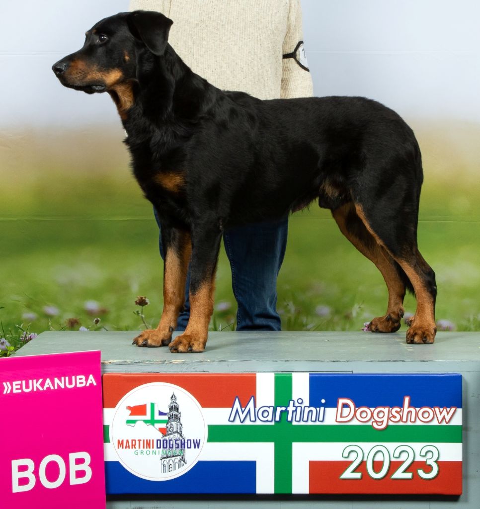 L'ami De La Campagne - Dogshow Groningen 2023