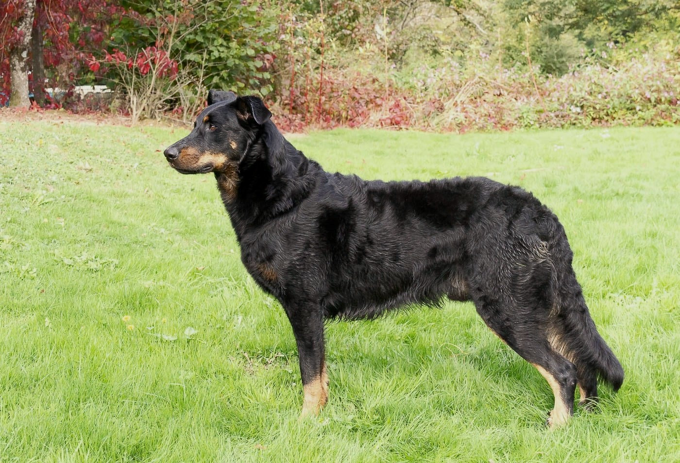 CH. Vigoureux L'ami De La Campagne