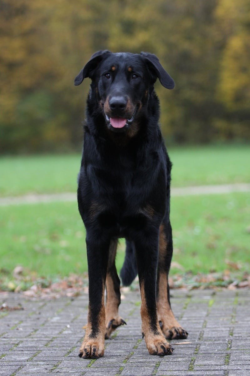 Xaden L'ami De La Campagne