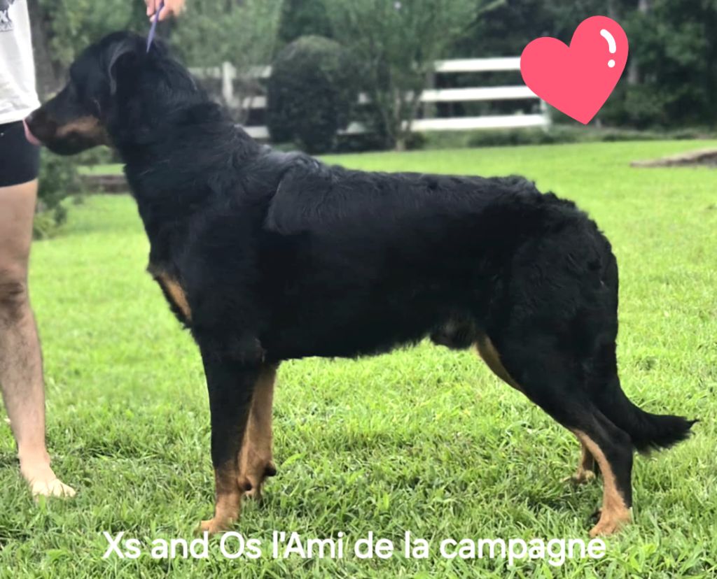 Xs and os L'ami De La Campagne
